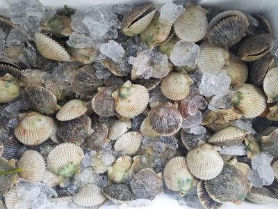 Scalloping in Florida